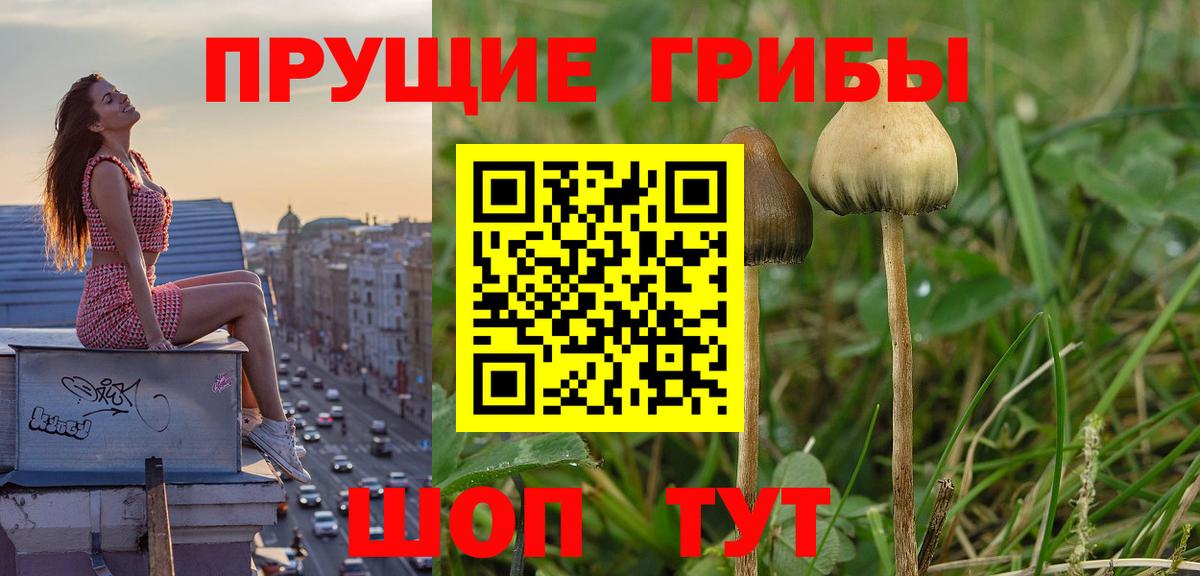 Галлюциногенные грибы Cubensis Сальск